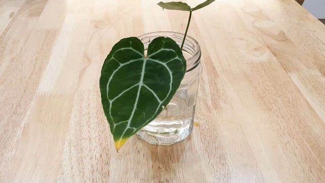 Anthurium Crystallinum Propagation