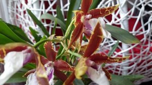 КАМБРИЯ/ароматная орхидея