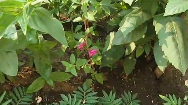 Строим дачу. Дача, какое счастье!-2 смотреть онлайн