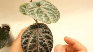 Перцы декоративные шафранный крокатум Piper crocatum frost bite и украшенный расписной Piper ornatu