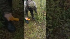 Пробуем грушу Лада