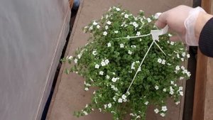 Не будьте наивны, так сколько черенка петунии,калибрахоа,бакопы,вербены сажать в кашпо???