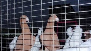 Осенняя "сборная" голубеводов в Москве