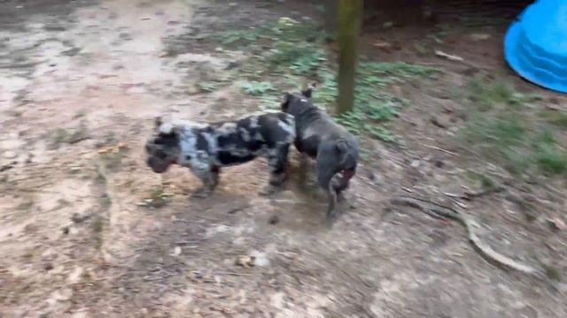 How To Feed Micro Bullies смотреть онлайн