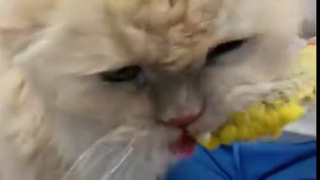 Кот - вегетарианец чуть не откусил палец за кукурузу!!! Просто Жесть!!! смотреть онлайн
