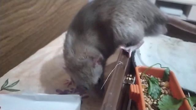 крыса хрипит
