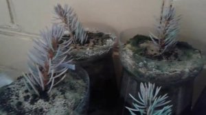 Выращивание голубой ели в домашних условиях / Черенки / Наблюдения