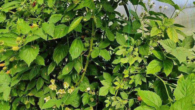 ежевика ремы 2022 продолжение смотреть онлайн