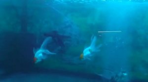 Золатая рыбка телескоп болеет