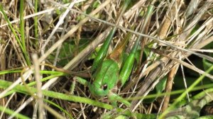 Как стрекочет Кузнечик пестрый (серый) How wart biter babbles