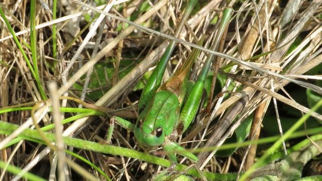 Зачем кузнечики стрекочут. Кто стрекочет. Стрекочут кузнечики нестерпимый зной стоит. Стрекочут кузнечики нестерпимый зной стоит. Стрекочут кузнечики нестерпимый зной стоит.