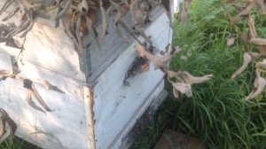 Северная пчела. Главный медосбор ещё идёт. 21 августа! 2017.