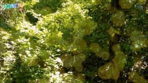 Полное расслабление. Медитация успокоение нервной системы перед сном