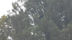 20.08.2021. Шишкуем. Добыча кедрового ореха в сибирском лесу.