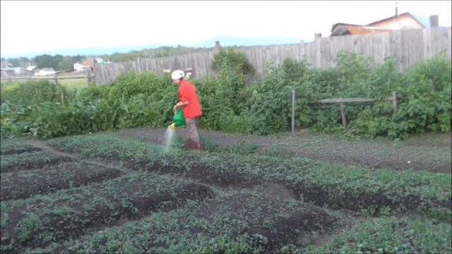 Видео 2. Поливка сада (Башкирская деревня)