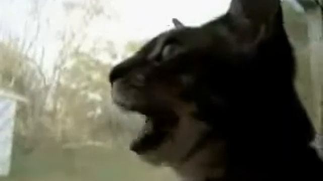 funny laughing cat