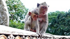 Poor Macaque Baby Is Neglected By Her Mother
