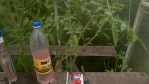 завязь для томатов