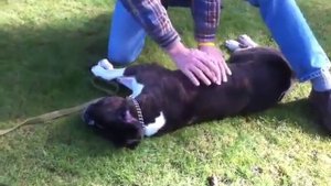 Откачали собаку после сердечного приступа