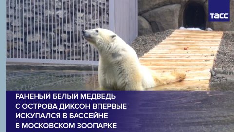 Раненый белый медведь с острова Диксон впервые искупался в бассейне в Московском зоопарке
