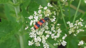 Пчеложук обыкновенный  ( Trichodes apiarius )