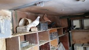 Племенные голуби Романа!! Мраморные ,сизые чубатые бакинцы. Красные зеркальные иранцы!!!  #pigeons#