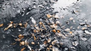 VID 20231002 230437 Ты не видала, госпожа моя...(Гвидо Кавальканти)...Павел Васильев Лахтинский