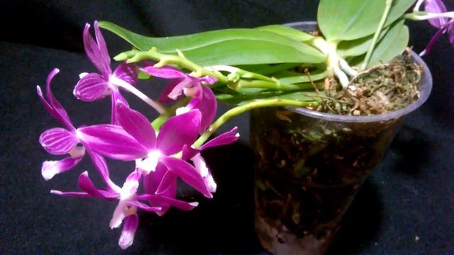 ФАЛЕНОПСИС Speciosa Purple _ Невероятно красиво _