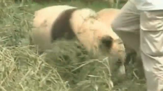 Перепись (чипирование) панд смотреть онлайн