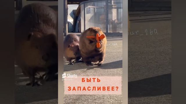 Что такое запас прочности здоровья и как его наесть? Ссылка на полное видео в описании.