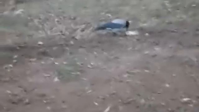 Ворона и крыса смотреть онлайн