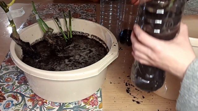 Розы проснулись? Сохраняем!
