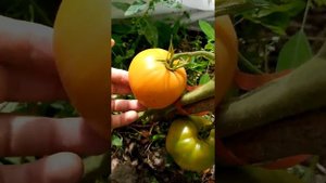 Обзор сорта томата медовый спас