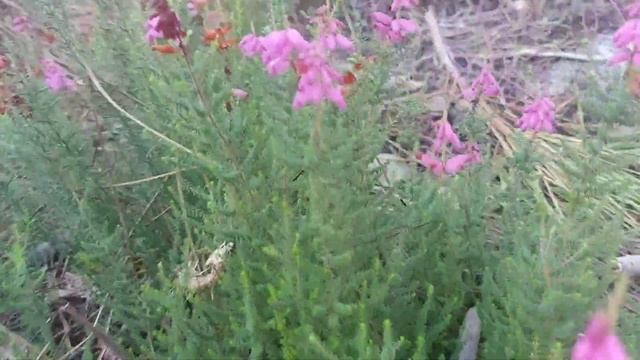 тихая охота за грибами!!! смотреть онлайн