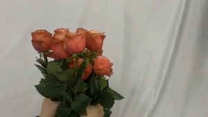 [꽃소개] #2 카하라 코랄장미 콜롬비아/수입장미 rose/kahala