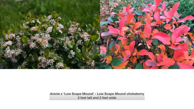 Healthy Yards: Bring Life To Your Boulevard смотреть онлайн