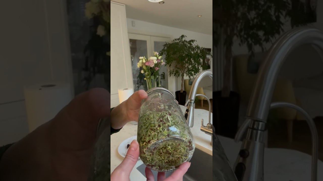 Делаем полезные проростки брокколи. Часть 1. Результат День 5 #здоровье #здороваяеда #проростки