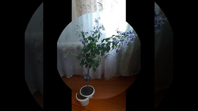 Клеродендрум Угандийский цветение
