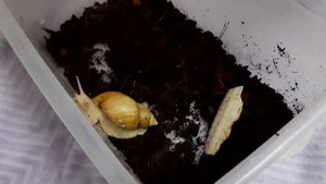 🐌 РОЖАЕТ УЛИТКА. УЛИТКИ АХАТИНЫ. Что делать с яйцами?