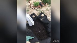 Зюгана желтая#посадка#малина