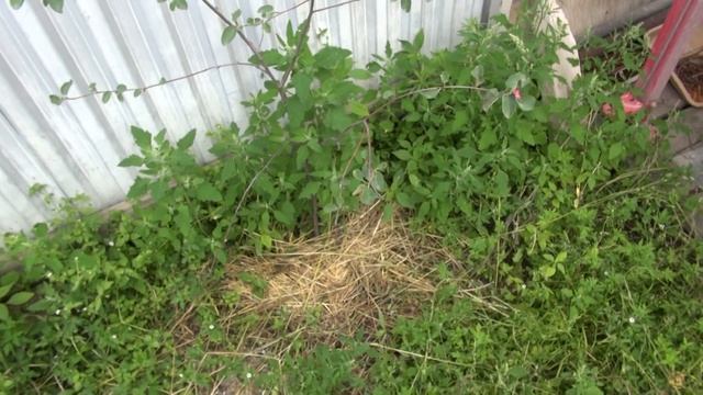 Купаю овец. смотреть онлайн