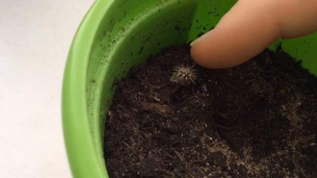 Выращиваю кактус егоза от Happy Plant часть 5 / как часто поливать