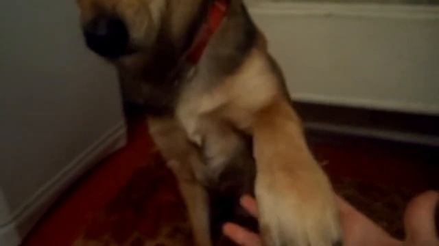 Команда дай лапу смотреть онлайн