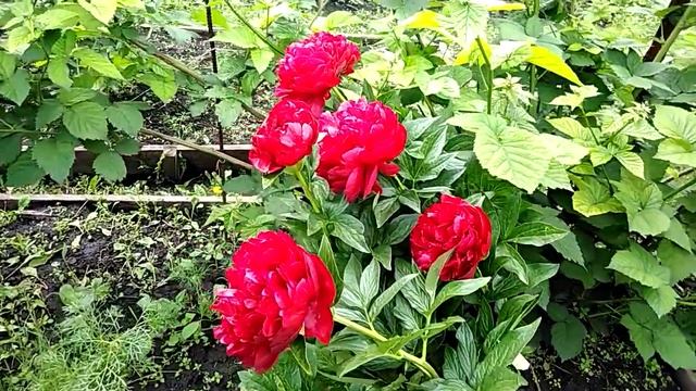 Пион Генри Бокстос (Henry Bockstoce) Король гибридов! смотреть онлайн