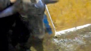 Беременная Камерунская коза. Не большая бойня девочек и бодание-чесание с деревом