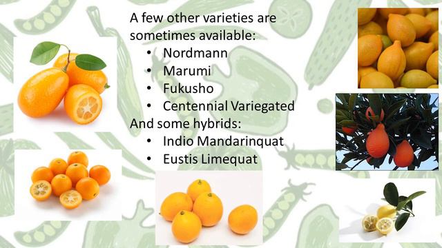 Citrus - Module 1.2 - Kumquats & Calamondins