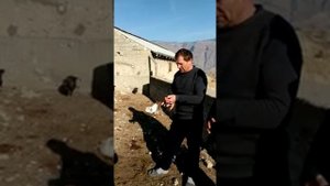 Гергебильская порода кур !