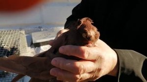 УЗБЕКСКИЕ ГОЛУБИ ЧЕЛКАРИ.Астрахань,Горохова.Н.  часть 2.