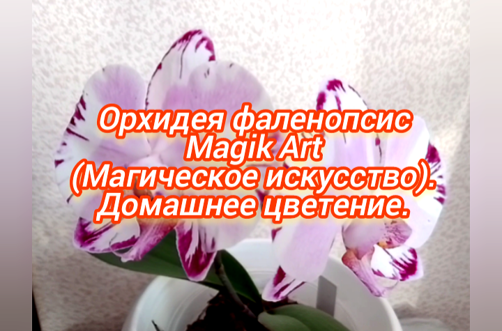 Орхидея фаленопсис Magic Art (Магическое искусство). Домашнее цветение.