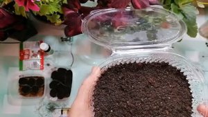 КОМНАТНЫЕ ЦВЕТЫ ИЗ СЕМЯН. ГЛОКСИНИЯ И БЕГОНИЯ. СЕЕМ ВМЕСТЕ.